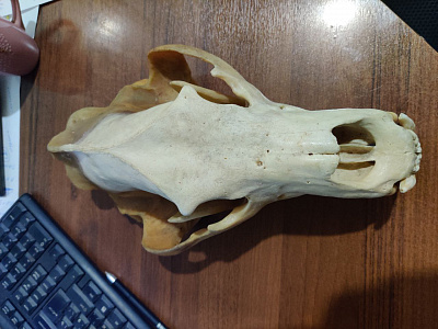 Превью Череп медведя