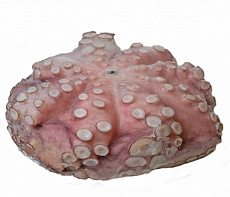 Осьминог  Марокко  свежемороженый 3-4 кг