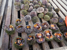 Икра морского ежа Uni Премиум (Акустическая заморозка)100гр