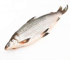Омуль свежемороженый 1.6+ кг лето 2025г 
