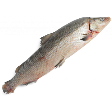 Фото Муксун свежемороженый (2,2-3кг)