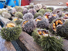 Икра морского ежа Uni Премиум (Акустическая заморозка)100гр